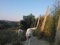 femmine pastore abruzzese